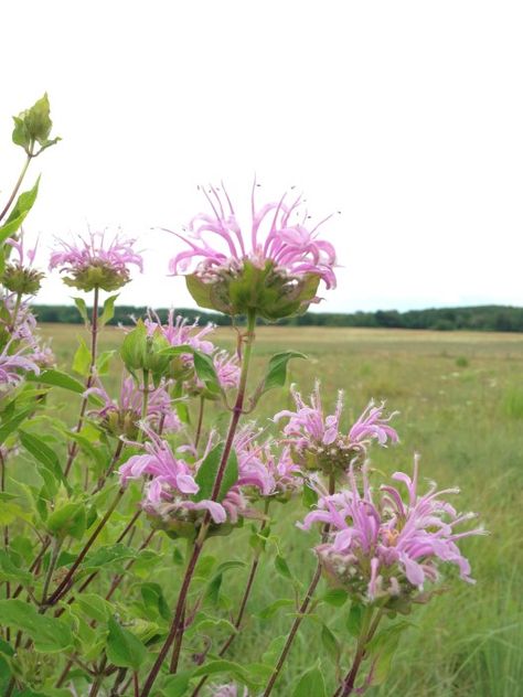 Bergamot (Monarda fistulosa) Edible Wildflowers -  - learn which ones you can eat Flower Ice Cubes, Garden Therapy, Best Edibles, Magic Garden, Edible Landscaping, Wild Edibles, Wildflower Garden, Wild Plants, Kew Gardens