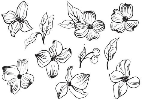 Dogwood Drawing, Dogwood Flower Drawing, Dogwood Flower Tattoo, Flower Tattoo Simple, Dogwood Berries, Dogwood Tattoo, Iphone Board, Dogwood Flower Tattoos, Paper Art Drawing