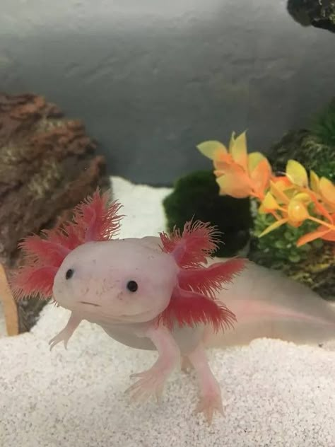 The Importance of Cycling an Aquarium Before Adding an Axolotl - Yoors Axolotl Reference Photo, Axolotl Pictures, Pet Axolotl, Cute Stuff To Make, Axolotl Tank, Axolotl Cute, Fav Animal, I Love Math, Harry Potter Oc