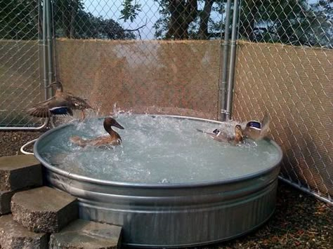 nice little duck pool Stock Tank Duck Pond Ideas, Stock Tank Duck Pond, Duck Ponds, Duck Pool, Kiddy Pool, Duck Pens, Duck Ideas, Ducks And Chickens, Backyard Ducks