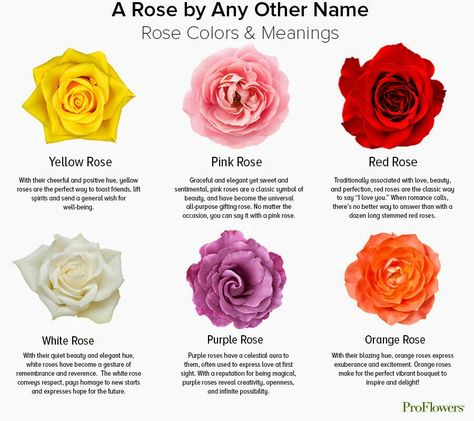 Rose Color Chart Meanings Yellow Rose Meaning, Single Yellow Rose, Rose Color Meanings, Rose Meaning, Small Wave Tattoo, Yellow Rose Flower, Rose Colors, Beach Wedding Flowers, Flower Meanings