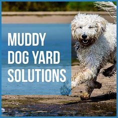 muddy dog yard solutions Patio Ideas For Dogs, Dog Yard Landscaping, Dog Yards, Dog Yard Ideas, Pet Friendly Yard, Diy Dog Run, Outdoor Dog Area, Backyard Dog Area, Dog Potty Area