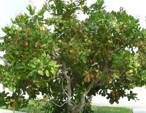 Cashew Nut Tree, Maple Leaf Images, Cashew Apple, Cashew Tree, Tree Types, Palm Tree Pictures, Tree Pictures, Colored Glass Bottles, Sequoia Tree