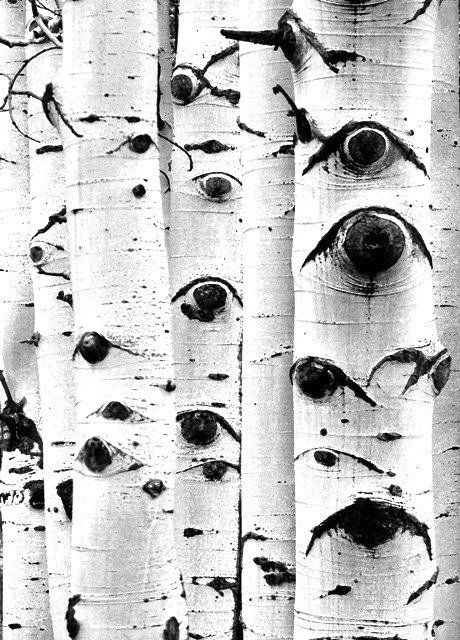 Trees With Eyes, 숲 사진, Aspen Trees, Black And White Photograph, Foto Tips, Birch Trees, White Eyes, Tree Bark, Birch Tree