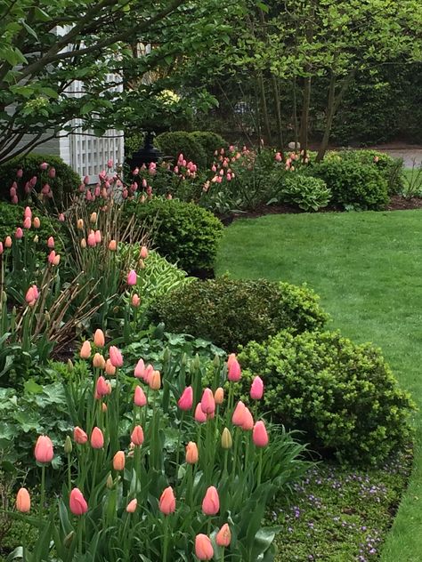 Front Yard Flowers, Beautiful Borders, Kerri Rosenthal, Gladioli, Flower Garden Design, Garden Shrubs, Have Inspiration, Beautiful Flowers Garden, Garden Care