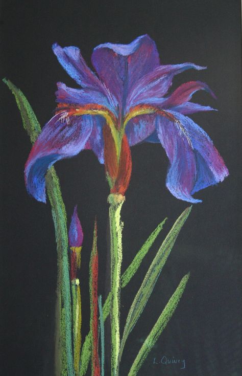 Early pastel - iris Draw With Pastel Colors, Canson Paper Art, Realistic Pastel Drawings, Chalk Pastel On Black Paper, Drawings With Pastel Colors, Black Paper Illustration, Chalk Art Paper, Black Paper Pastel Art, Chalk Pastel Flowers