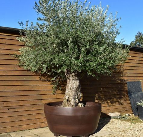 Growing Olive Trees in Containers or Pots | Olive Grove Oundle Large Olive Tree In Pot, Indoor Olive Trees In Pots, Large Potted Olive Tree, Olive Tree Pot, Olive Trees In Pots, Pruning Olive Trees, How To Grow Olives, Large Terracotta Planters, Olive Tree In Pot