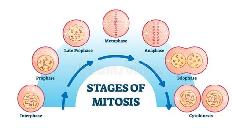 Stages of mitosis, vector illustration diagram. Cell division process, biological phases scheme with interphase, prophase, metaphase, anaphase, telophase and vector illustration Stages Of Mitosis Drawing, Interphase Mitosis, Stages Of Mitosis, Grade 9 Science, Biochemistry Notes, Biology Worksheet, Vet Student, Cell Division, Teaching Biology