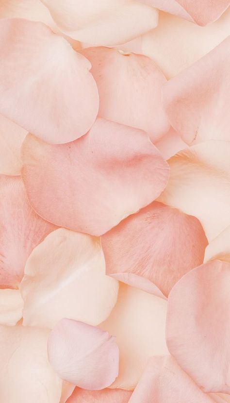 Light Pink Flower Background, Peach Flower Wallpaper, Peach Flowers Aesthetic, Peach Background Aesthetic, Peach Pink Aesthetic, Roses Iphone Wallpaper, Petals Wallpaper, Pink Flower Petals, Aesthetic Peach