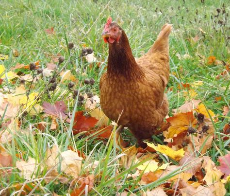 Evergreen Creek Farm's Pet Chickens & Production Birds!  www.BackYardChickens.com Chicken Alive Animals, Chicken Alive, Chickens With Poopy Butts, Brown Chicken Animal, Chicken Photography Animal, Silver Laced Polish Chickens, Autumn Farm, Golden Laced Wyandotte Hen, Modern Games