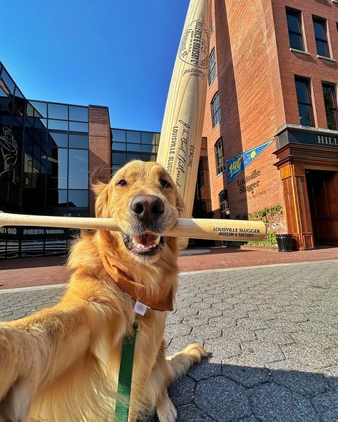 Some selfies from a quick weekend in Louisville ⚾️🥃🍗 Keep your eye out for our next post about where we stayed and some of the fun things we did while in the city! #dogselfie #goldenretriever #louisville #dogfriendlylouisville #dogfriendlytravel #funnydog Discord Profile, What A Beautiful World, Dog Selfie, Dog Pics, Silly Dogs, Just Us, July 15, Baby Dogs, Cute Funny Animals