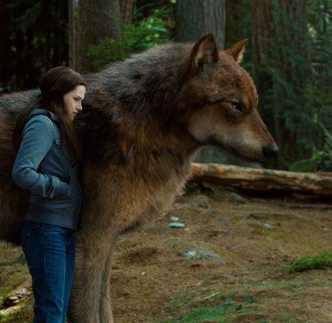 Twilight Shifting, Twilight Wolves, Twilight Wolf Pack, Jacob Black Twilight, Twilight Eclipse, Jacob And Bella, Twilight Jacob, Twilight Wolf, Twilight Vibes