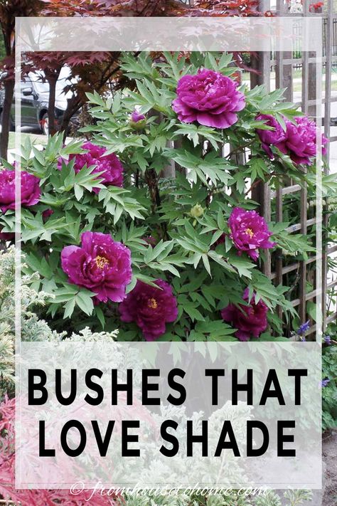 This list of shrubs is perfect for my shade garden. I wasn't sure how to fill in the garden bed and now I have a bunch of options. I really like the 4th one. #fromhousetohome #shadegarden #gardening #gardenideas #bushesundertrees Evergreens For Shade, Shade Loving Shrubs, Plants Under Trees, Evergreen Bush, Shade Garden Plants, Shade Gardens, Garden Shrubs, Ground Cover Plants, Have Inspiration