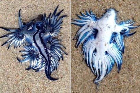 Dragon sea creature dubbed 'most beautiful killer' washes up on beach Blue Dragon Sea Slug, Dragon Sea Slug, Satisfying Images, Believer Imagine Dragons, Dragon Skeleton, Marine Invertebrates, Fav Animal, Sea Slugs, Seashell Painting