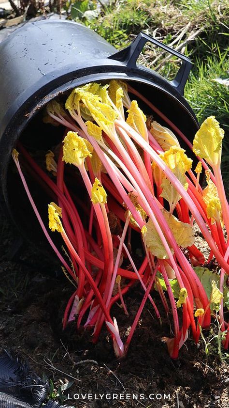 Every two years you can force your rhubarb plant to grow a little earlier and produce tender and sweet red stems. They're different in both flavor and texture from summer rhubarb and perfect for spring desserts #lovelygreens #vegetablegarden #gardeningtips Rhubarb Plant, Making A Compost Bin, Lovely Greens, Rhubarb Plants, Allotment Garden, Diy Gardening Ideas, Allotment Gardening, Veggie Patch, Spring Desserts