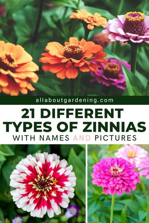 Drying Zinnia Flowers, Zinnia Color Palette, Types Of Zinnia Flowers, Zinnia Flowers How To Grow, Zinnia Garden Ideas, Zinnia Flowers Garden, Zinnia Garden Landscapes, When To Plant Zinnias, Zinnia Gardens