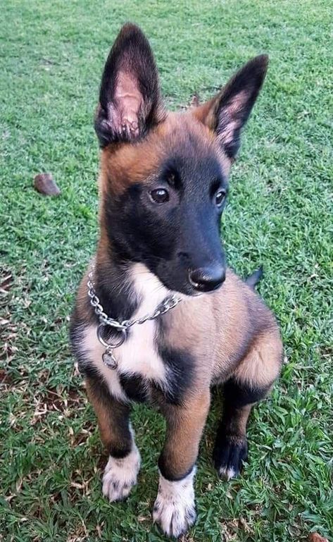 Belgian Malinois Funny, Malinois Funny, Tattoos Outdoors, Berger Malinois, Belgian Malinois Puppies, Belgium Malinois, Puppy Dog Pictures, Design Humor, Malinois Puppies