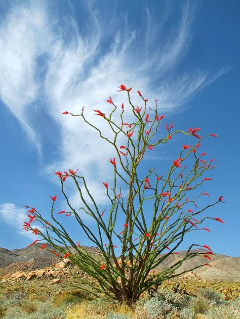 An Ocotillo Portrait | I love these spiny not-a-cactus, gree… | Flickr Yucca Plant Drawing, Ocotillo Art, Ocotillo Tattoo, Desert Painting Ideas, Ocotillo Wells, Ocotillo Cactus, Ocotillo Plant, Christmas In The Desert, Desert Mural