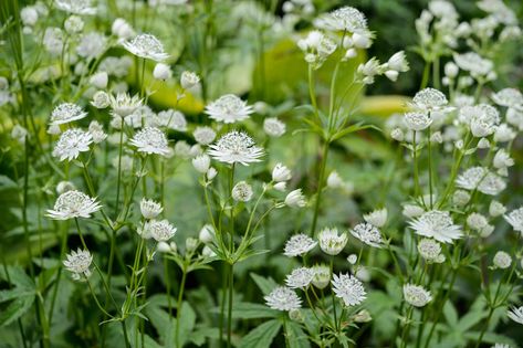 Deep Shade Plants, Boarder Plants, Shady Border, Shady Plants, Best Plants For Shade, Shady Gardens, Dry Shade Plants, Shade Loving Plants, Shade Tolerant Plants