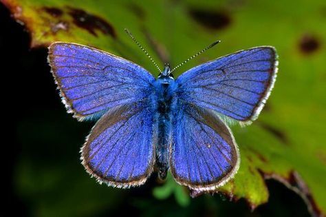 This butterfly is Mazarine Blue which is expressed as a dream he dreamed on page 31. " It was like something you only do once in a lifetime and even then often not; something you dream about more than you ever expect to see come true, in fact." Butterfly Board, Mazarine Blue, Blue Eye Color, 3 Butterflies, Types Of Butterflies, English Project, Butterfly Project, English Projects, Animal Inspiration