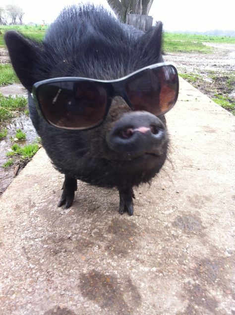 Pot belly pig in sunglasses Animals Wearing Sunglasses, Pig Photos, Potbelly Pigs, Pig Pics, Micro Pig, Pot Belly Pig, Pig Gif, Pet Pig, Micro Pigs