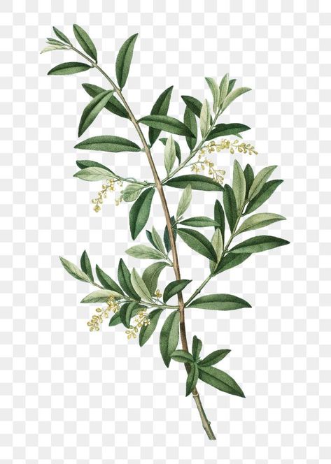 Olive Plant Illustration, Olive Branch With Flowers Tattoo, Olive Plant Tattoo, Olive Tree Design, Olive Branch Drawing, Olive Tree Illustration, Olive Branch Illustration, Sweet Olive Tree, Olive Tree Tattoo