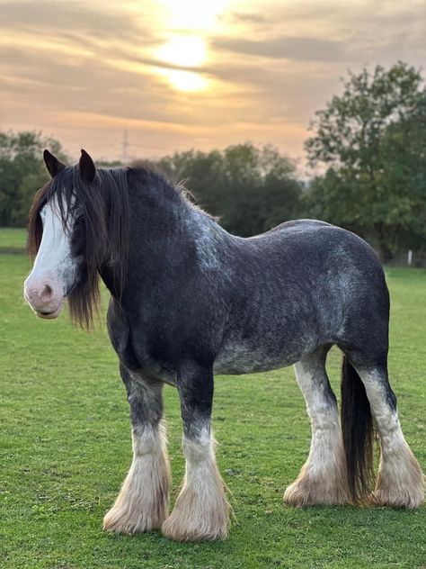 Dutch Draft Horse, Ardennes Horse, Old Western Aesthetic, Clysdale Horses, Scottish Horse, Brindle Horse, Horses To Draw, Fat Horse, Draft Horse Breeds