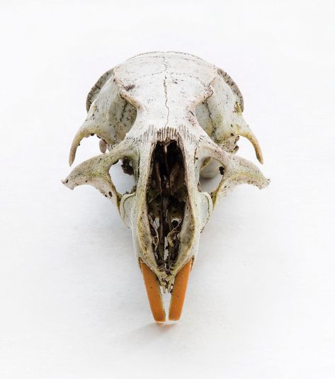 rat skull Rat Skull, Human Animal, Vulture Culture, Kinds Of Art, Non Human, Animal Skulls, Rats, Art Reference, Human