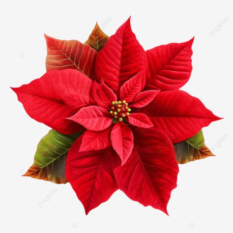 poinsettia flower chrismas symbol clipart png Poinsettias Tattoo, Ponsietta Flowers Template, Poinsettia Flower Drawing, Pointsetta Flower, Pointsetta Christmas, Poinsettia Illustration, Christmas Flowers Poinsettia, Christmas Png Images, Christmas Photo Album