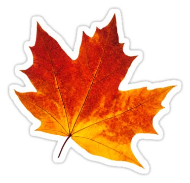 "Autumn maple leaf" Stickers by 6hands | Redbubble Autumn Aesthetic Wallpaper Laptop, Maple Leaf Sticker, Autumn Aesthetic Wallpaper, Leaf Sticker, Tumblr Stickers, Wallpaper Laptop, Autumn Stickers, 수채화 그림, Flower Doodles