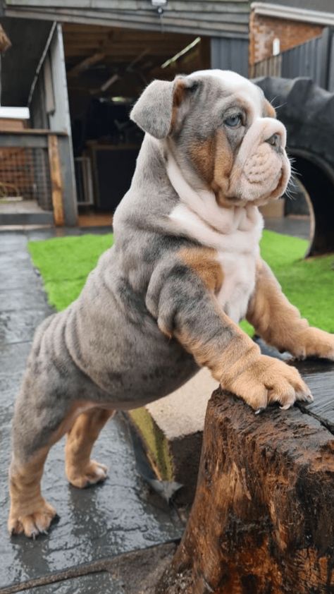 Cute English Bulldogs, British Bulldog Puppies, English Bulldog Aesthetic, Bulldog Photography, Calm Nervous System, Australian Bulldog, Bulldogs Funny, Baby Bulldogs, You Are So Cute