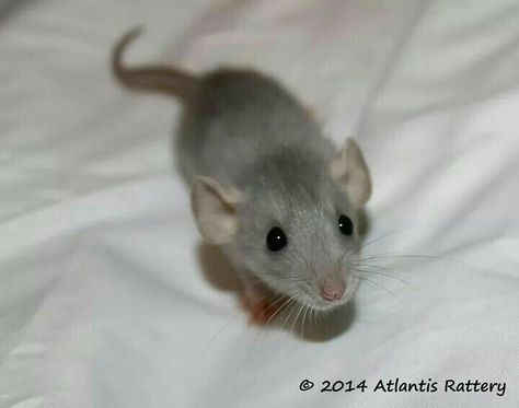 Russian Silver Dumbo Dwarf Rat Baby Rats, Cute Rats, Gerbil, Pet Rats, Cute Mouse, Rodents, Cuteness Overload, Atlantis, Mice