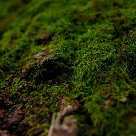 Moss Color Aesthetic, Green Moss Aesthetic, Monty Green Aesthetic, Moss Close Up, Moss Green Aesthetic, Medieval Fantasy World, Moss Aesthetic, Green Kingdom, Keywords Aesthetic