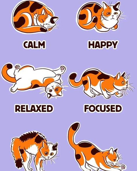 How to Understand Your Cat’s Body Language Cat Body Language, Cat Body, Cat S, Body Language, Understanding Yourself, Quick Saves