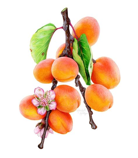 Vegetable Clipart, Apricot Flowers, Pineapple Illustration, Apple Illustration, Apricot Tree, Apricot Blossom, Fruits Photos, Mixed Media Illustration, Leaf Illustration