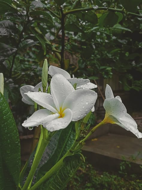 Rain And Flowers Photography, Rainy Day Flowers Aesthetic, Rain Photo Aesthetic, Flowers In Rain Aesthetic, Flower In Rain Photography, Rain Nature Photography, Aesthetic Barish, Rain And Flowers Aesthetic, Rain Images Photography