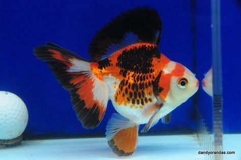 Tri-Color Broadtail Ryukin 4.75 inches » DandyOrandas.com Ryukin Goldfish, Comet Goldfish, Goldfish Tattoo, Fantail Goldfish, Ikan Air Tawar, Fabric Fish, African Cichlids, Golden Fish, Cool Fish