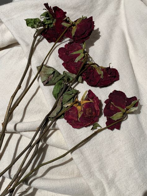 Dried Roses Aesthetic, Scarlet Letter, Pretty Brown Eyes, Dried Roses, Drying Roses, Painting References, Blurry Vision, Rosé Aesthetic, Nothing But Flowers