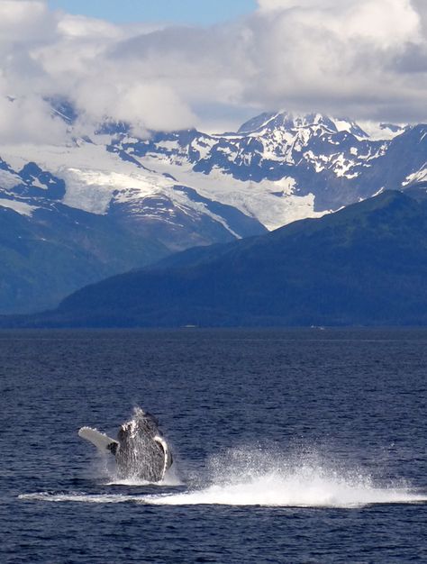 Prince William Sound Alaska, Alaska Day, Visit Alaska, Forest Ranger, Nature Places, Photos Of Nature, Day 6, United States Travel, Boat Tours