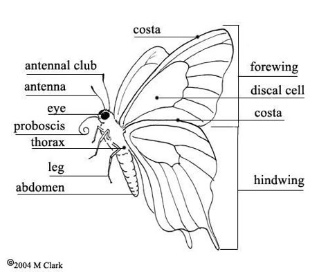 Montessori Apparatus, Jellyfish Sketchbook, Kindergarten Kitchen, 3d Insects, Butterfly Reference, Butterfly Anatomy, 2x2 Picture Id, Gardens For Kids, Butterfly Study