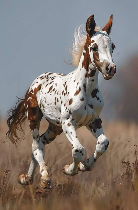 Horses Appaloosa, Horses Foals, Wild Horses Mustangs, Wild Horses Photography, Horse Riding Quotes, Beautiful Horses Photography, Horses Photography, Cute Horse Pictures, Pinto Horse