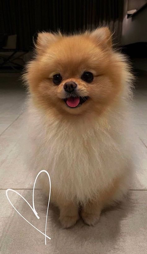 Mini Pomeranian Puppies, Cutest Puppies Ever, 17 Doğum Günü, Poodle Cute, Big Dogs Breeds, Biggest Dog In The World, Biewer Yorkie, Biggest Dog, Teacup Chihuahua Puppies