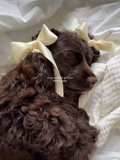 Bows Aesthetic, Brown Puppy, Cute Small Dogs, Dog Mommy, Cute Animals Puppies, Very Cute Dogs, Cute Little Puppies, Pretty Dogs, Dream Dog