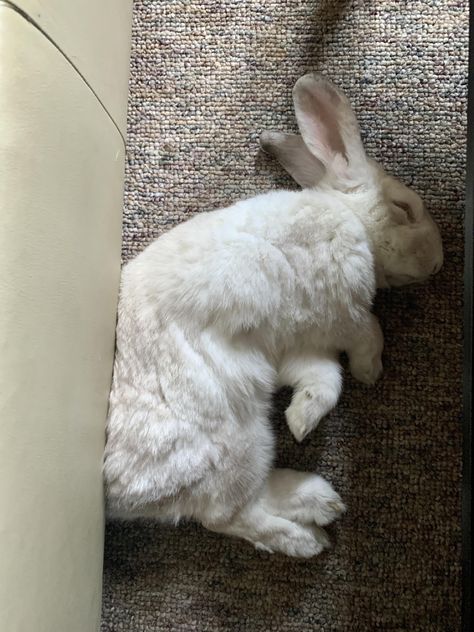 Blueberry always finds the oddest spots to nap. More to come. Ps- watching him sleep is pure joy! Bunny Curled Up, Rabbit Lying Down, Rabbit Laying Down, Rabbits Sleeping, Rabbit Poses, Watching Him Sleep, Bunny Reference, Rabbit Reference, Rabbit Sleeping