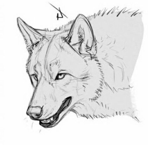 Wolfs Head Drawing, Wolf Proportions, Wolf Side View Drawing, Front Facing Wolf Drawing, Wolf Refrence Pose, Wolf Drawing Front View, Wolf Headshot Drawing, Wolf Snarling Drawing, Wolf Laying Down Drawing