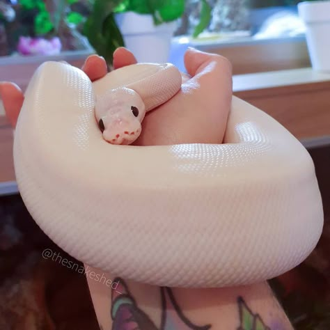 Cute Pet Snake, Cool Pet Snakes, Albino Snake Cute, Pet Snakes Aesthetic, Cute Snakes, Pet Halloween Costume, Albino Reticulated Python, Pet Aesthetic, Meme Art