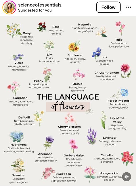 What Different Flowers Mean, Wild Flowers Meaning, Pretty Flowers And Their Names, Flower Species Poster, What Do Flowers Symbolize, Flower Meaning Friendship, Stargazer Lily Meaning, Aeris Meaning, Meaning Behind Flowers