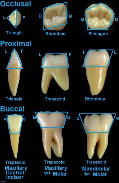 Dental Terminology, Dental Hygienist School, Dental Assistant Study, Teeth Anatomy, Dental Hygiene Student, Dental Aesthetics, Dental Videos, Dental Hygiene School, Dental Anatomy