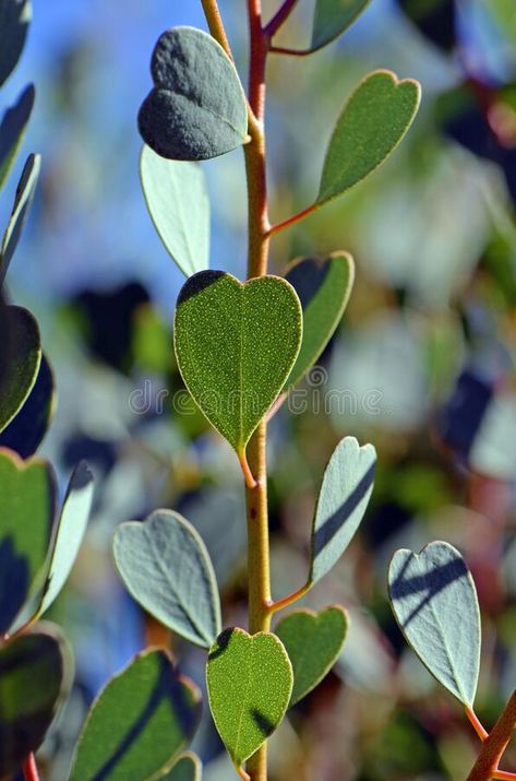 Heart Shaped Leaves Plants, Heart Shaped Plants, Spiritual Education, Heart Shaped Leaves, Australian Native Garden, Heart Leaf, Pattern Leaf, Feb 25, Native Australians