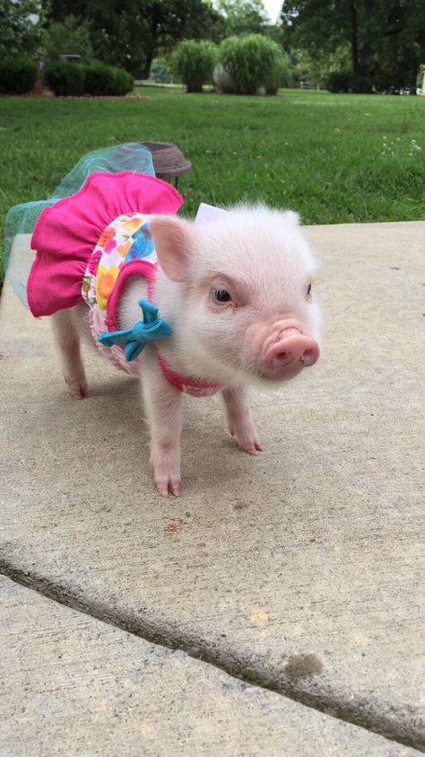 Yea Cup Pigs, Pop Belly Pigs, Tea Cup Pigs, Pig Aesthetic, Pig Photos, Teacup Pig, Baby Piggy, Pig Pics, Pot Belly Pig